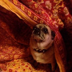 Meet your Posher, Anne